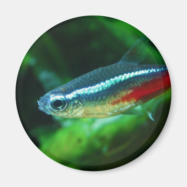 Neon Tetra Fish Paracheirodon Innesi Magnet (Vorne)