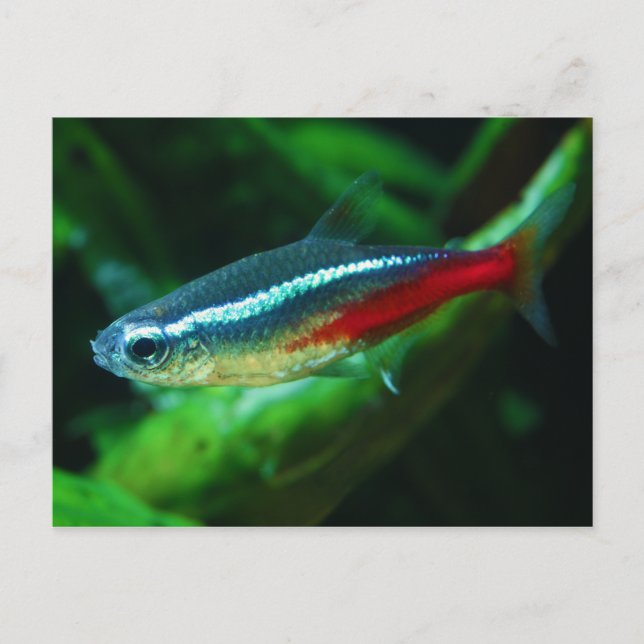 Neon Tetra Fish Paracheirodon Innesi Postkarte (Vorderseite)