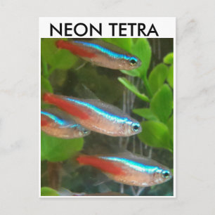 Neon Tetra Postkarte