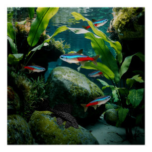Neon Tetras Plecostomus Aquarium Fish Tank Lovers Poster