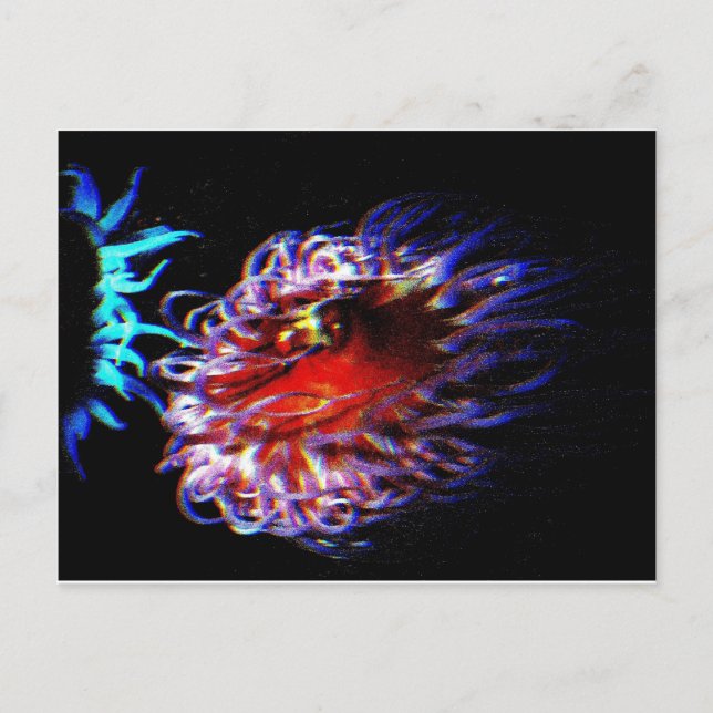 Neonseeanemonen Postkarte (Vorderseite)