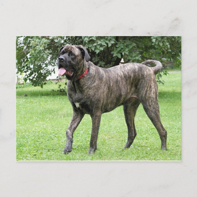 Neopolitan Mastiff Cyclone 01 Postkarte (Vorderseite)