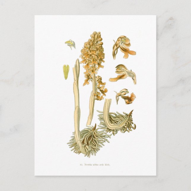 Neottia nidus avis postkarte (Vorderseite)