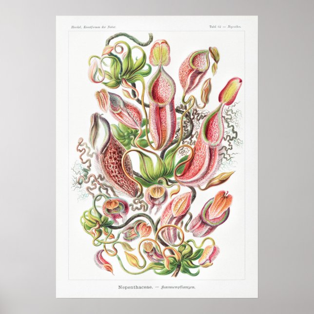Nepenthes Art Prints Poster (Vorne)