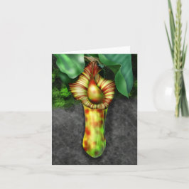 Nepenthes, Illustration der Pitcher-Pflanze