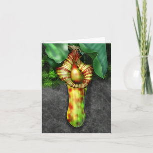 Nepenthes, Illustration der Pitcher-Pflanze