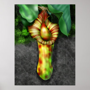 Nepenthes, Illustration der Pitcher-Pflanze Poster