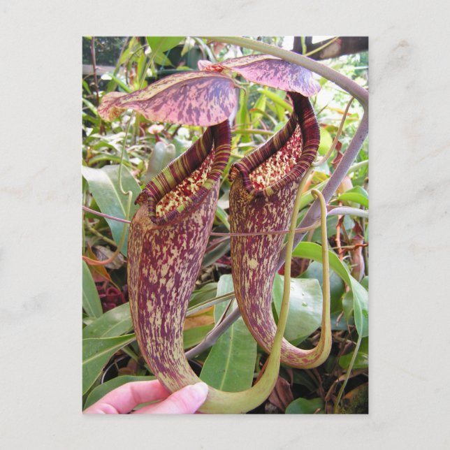 Nepenthes rafflesiana Foto Postkarte (Vorderseite)