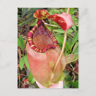 Nepenthes sumatrana Foto Postkarte