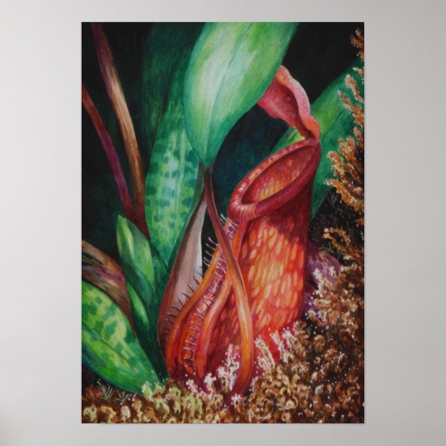Nepenthes von Mesilau Watercolor Art Poster (Vorne)