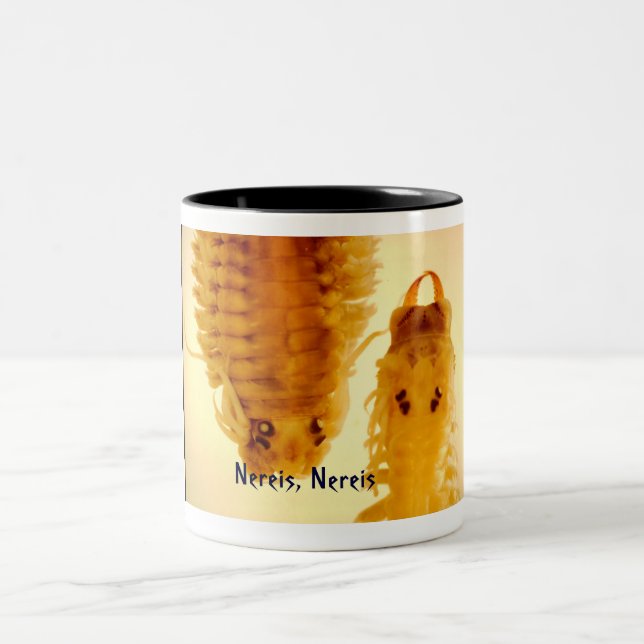 Nereis, Nereis Tasse (Mittel)