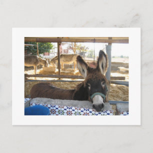 Nerja Donkey Sanctuary Postkarte