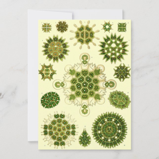 Nernhaeckel Sporen Einladung (Vorderseite)