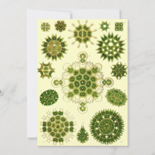 Nernhaeckel Sporen Einladung