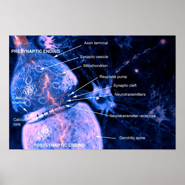 Nerve synapse poster (Vorne)