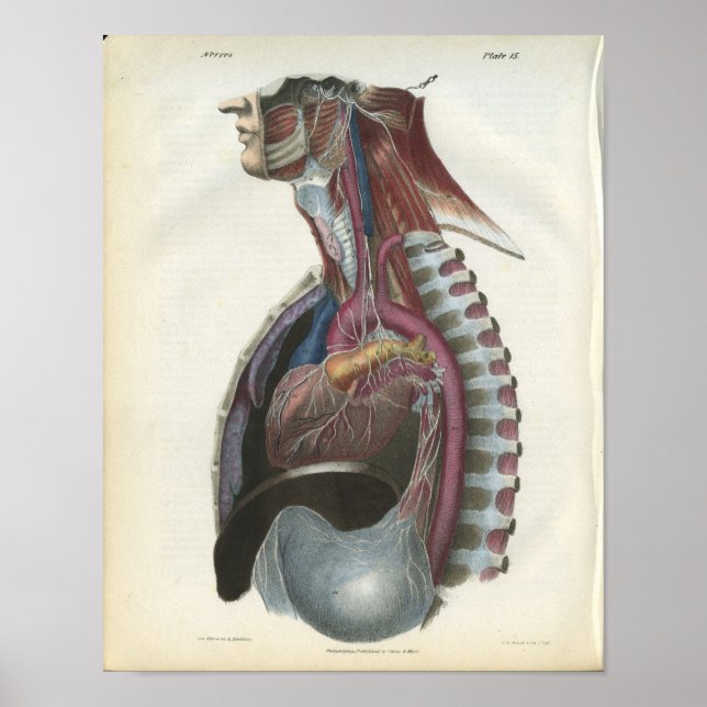 Nerven der Brustanatomie Print Poster (Vorne)