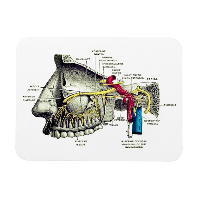 Nerven des Menschen Magnet (Horizontal)