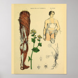 Nerven Muskeln Medikale Anatomie Kunst drucken Poster
