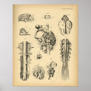 Nervenanatomie 1908 Vintag drucken Poster