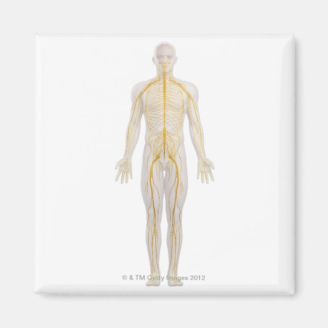 Nervensystem 2 magnet (Vorne)