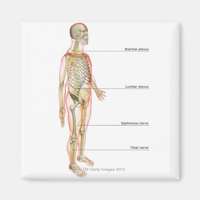 Nervensystem 3 magnet (Vorne)