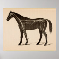 Nervensystem Anatomie Vintag drucken