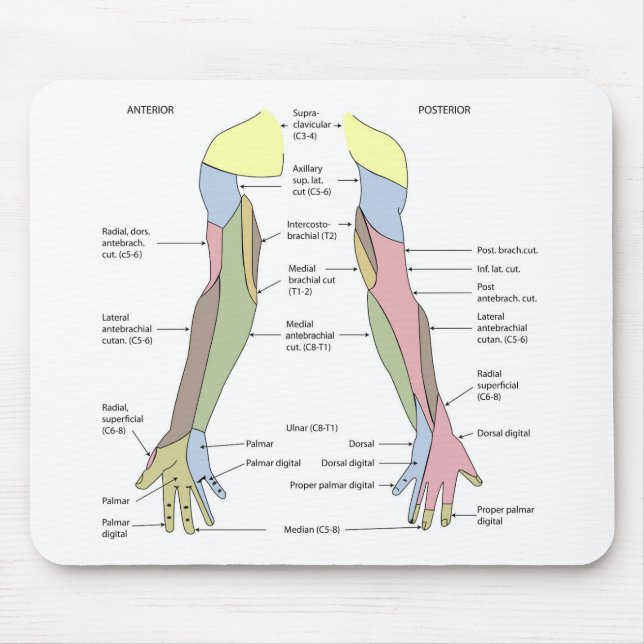 Nervensystem kutane Innervation obere Extremität Mousepad (Vorne)