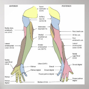 Nervensystem kutane Innervation obere Extremität Poster