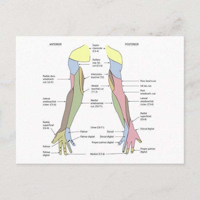 Nervensystem kutane Innervation obere Extremität Postkarte (Vorderseite)