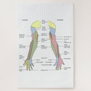 Nervensystem kutane Innervation obere Extremität Puzzle