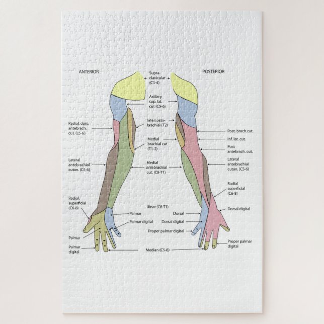Nervensystem kutane Innervation obere Extremität Puzzle (Vertikal)