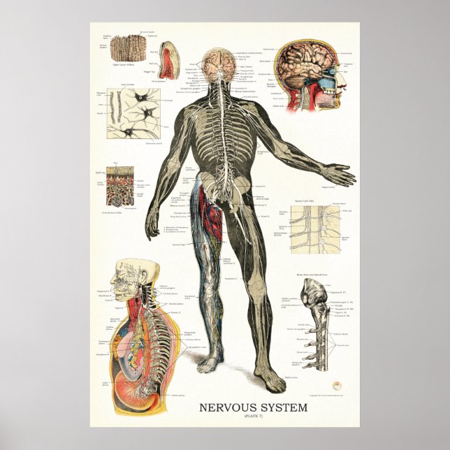 Nervensystem Nervenzellen Anatomie Poster (Vorne)