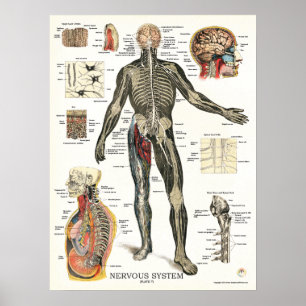 Nervensystem Nervenzellen Anatomie Poster