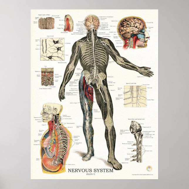 Nervensystem Nervenzellen Anatomie Poster (Vorne)