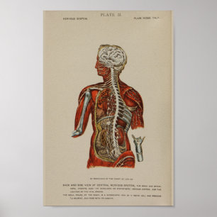 Nervensystem Rückenschmerzen Anatomie Druck Poster