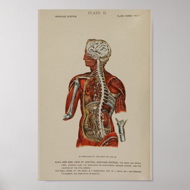 Nervensystem Rückenschmerzen Anatomie Druck Poster (Vorne)