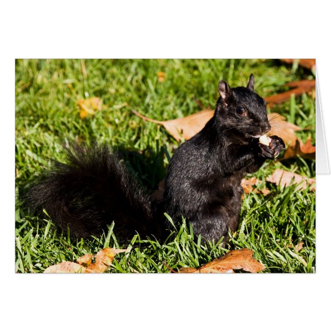 Nervous Kleiner Typ (Vorderseite (Horizontal))