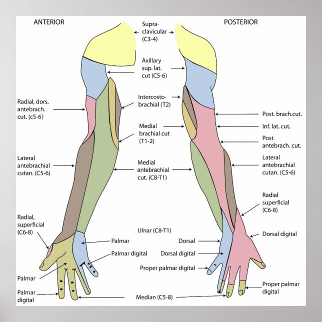 Nervous System cutaneous innervation upper limb Poster (Vorne)