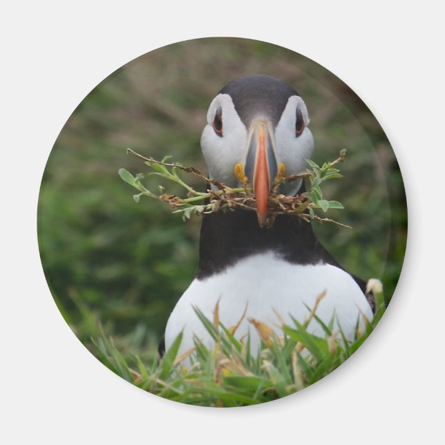 Nest Builder Puffin Magnet (Vorne)