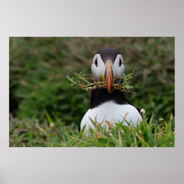 Nest Builder Puffin Poster (Vorne)