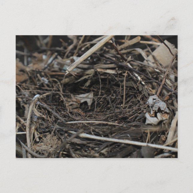 Nest Postkarte (Vorderseite)