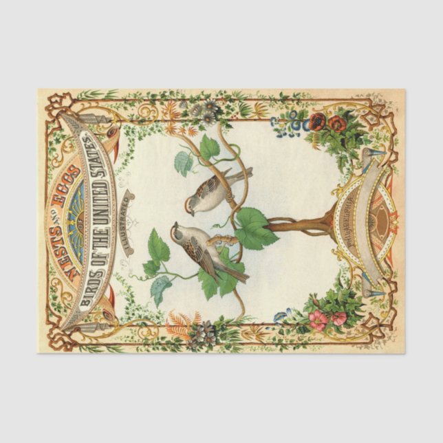 Nest und Eier Vögel der Vereinigten Staaten Seidenpapier (Vorderseite)