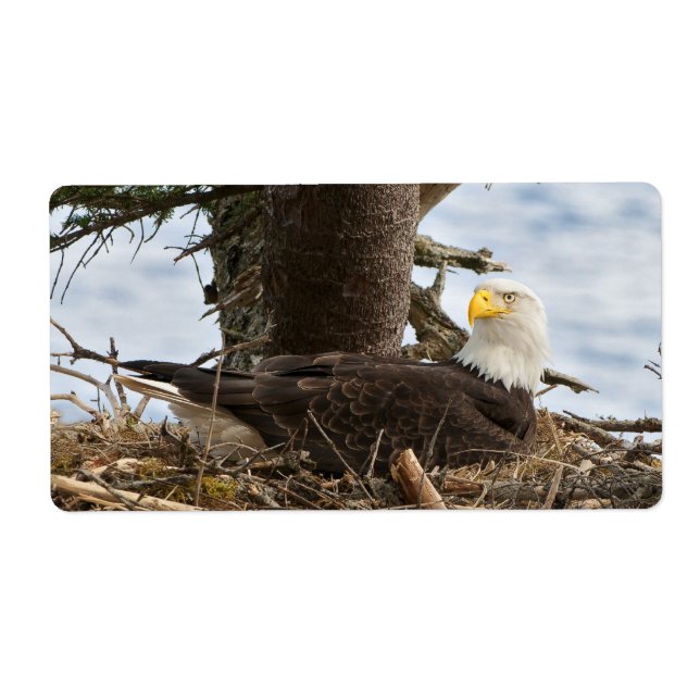 Nesting Bald Eagle (Vorne)