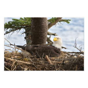 Nesting Bald Eagle Fotodruck