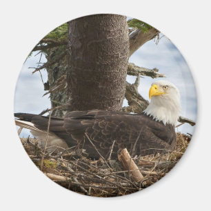 Nesting Bald Eagle Magnet