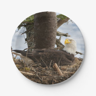Nesting Bald Eagle Pappteller