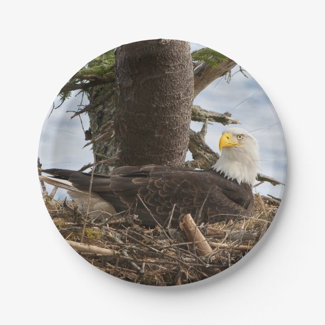 Nesting Bald Eagle Pappteller (Vorderseite)