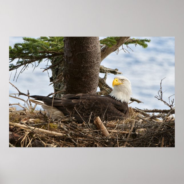 Nesting Bald Eagle Poster (Vorne)