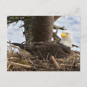 Nesting Bald Eagle Postkarte