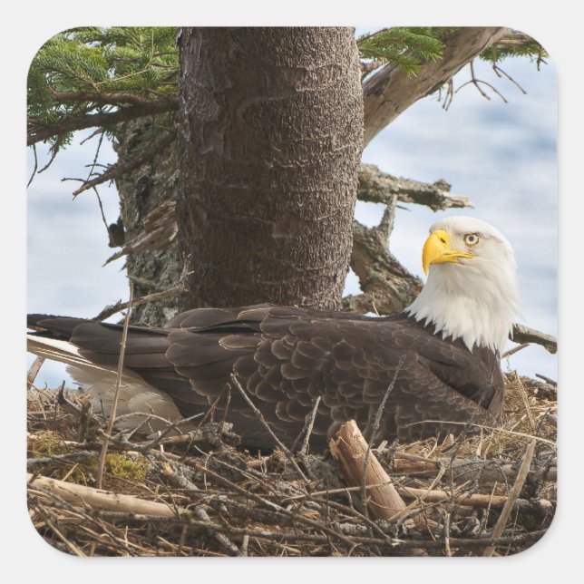 Nesting Bald Eagle Quadratischer Aufkleber (Vorderseite)